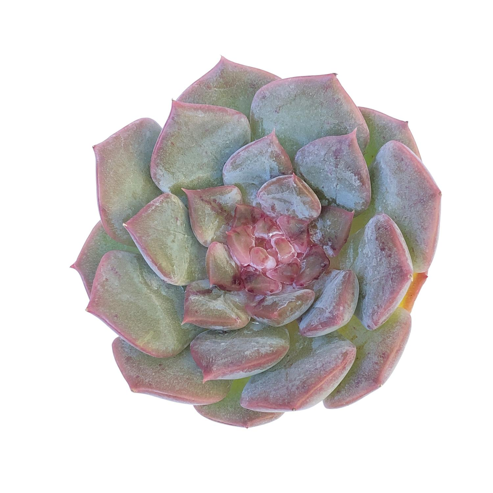 Echeveria Ivory Sp.