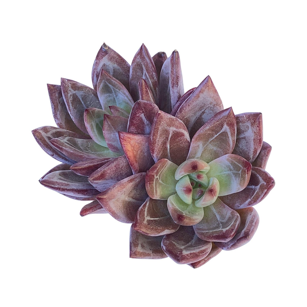 Echeveria Purple Champagne, Double