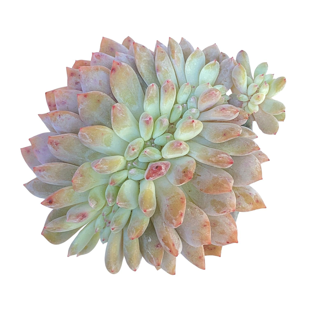 Echeveria Orange Monroe Cristata