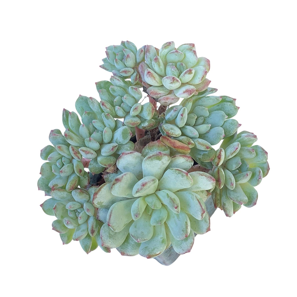 Echeveria Robin, Cluster