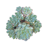 Echeveria Robin, Cluster