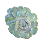 Echeveria Tynie Berger, Double