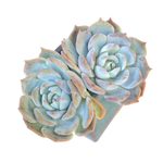 Echeveria Sp. Double