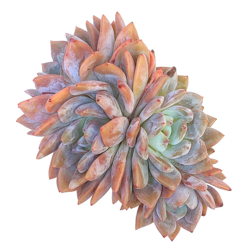 Echeveria cv Laulindsayana Monroe, Large Cluster