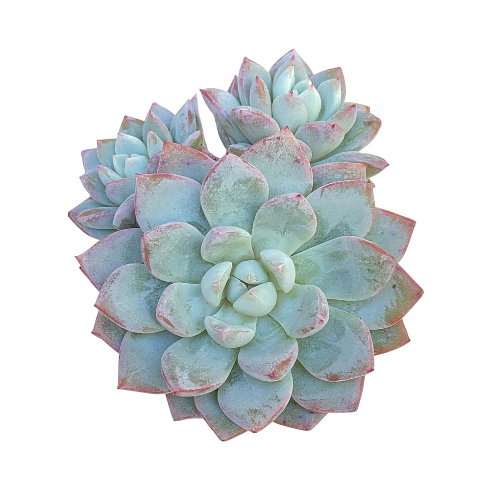 Echeveria Werther, Triple