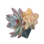 Echeveria Lindsayana Monroe, Variegata