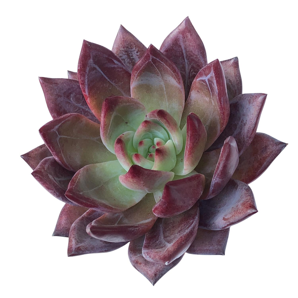 Echeveria Purple Champagne