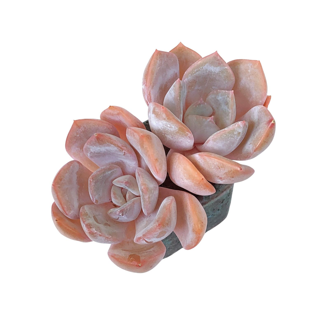 Echeveria Charming Stone, Double