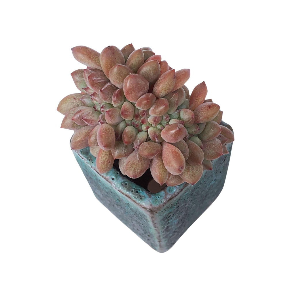 SPECIAL! JUST CART!! Echeveria Ariel, Cristata (Small)