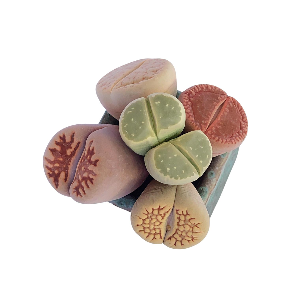 Lithops Set of Five