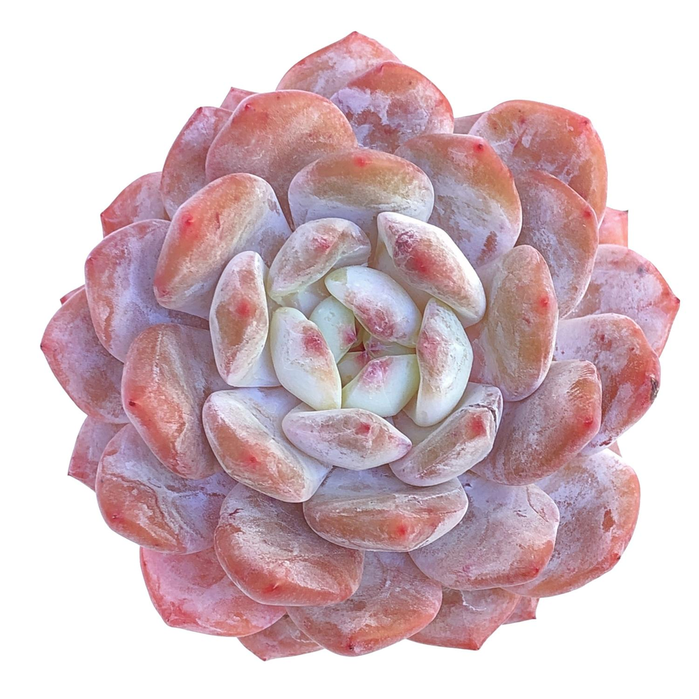 Echeveria Orange Monroe, Medium