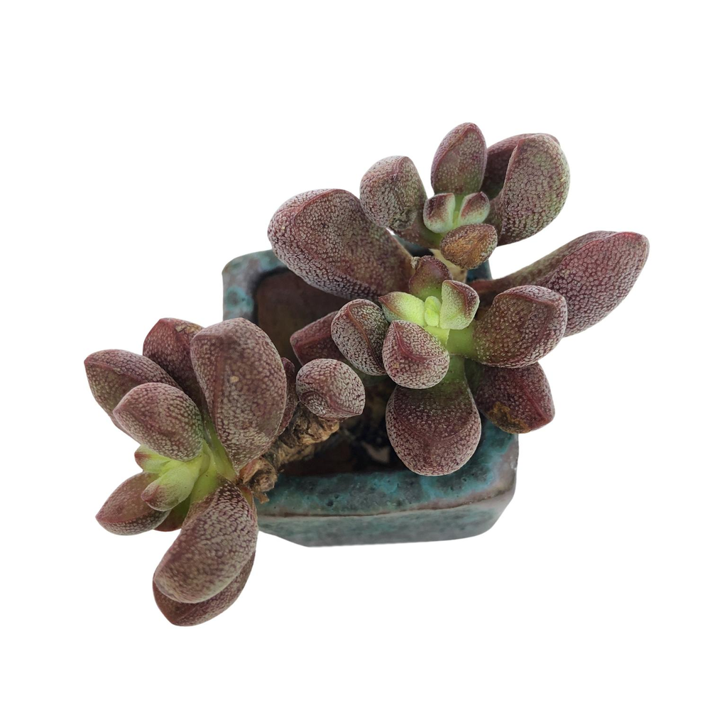 SALE! Crassula Fragarioides