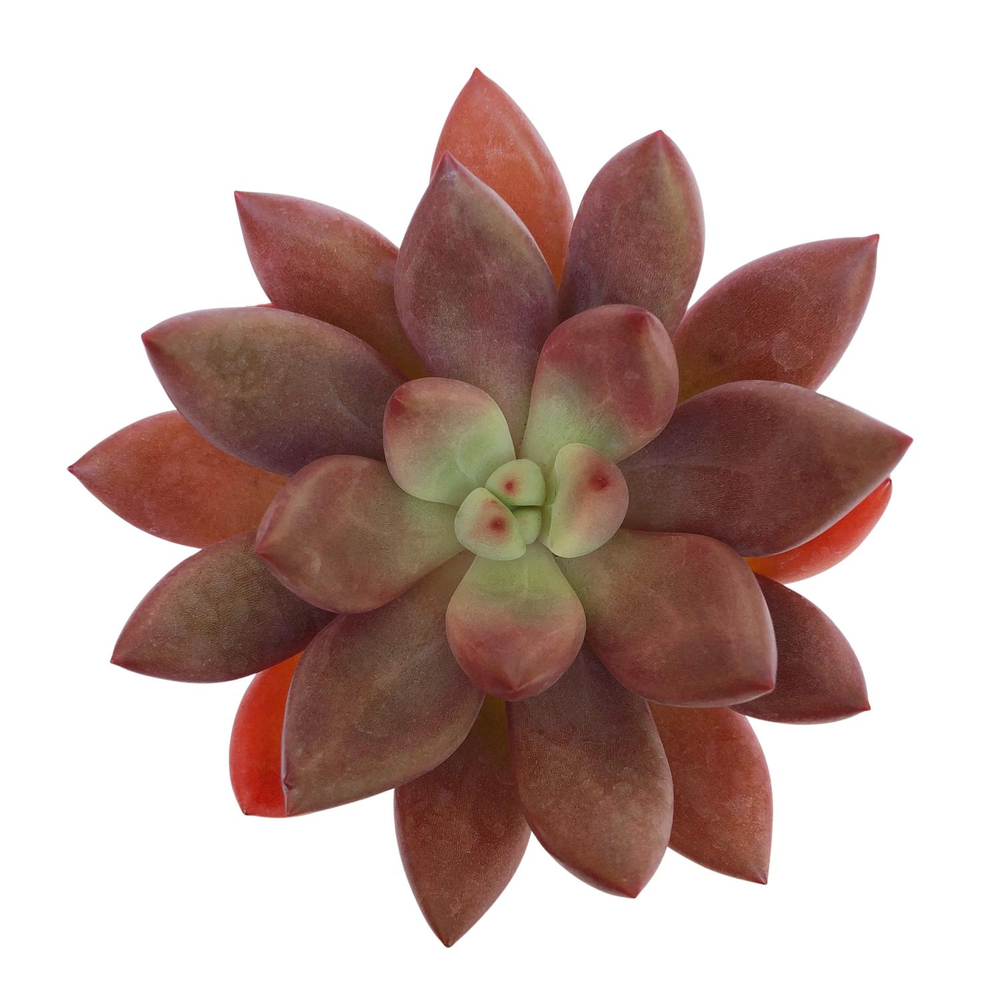 SALE! Graptoveria Ruby Donna