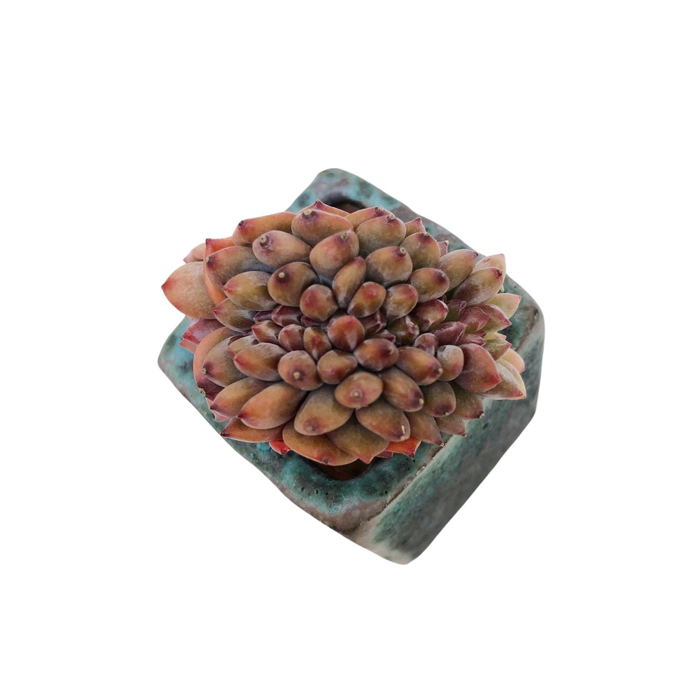 SALE! Echeveria Ariel, Cristata (Small)