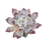 SALE! Echeveria Devolution