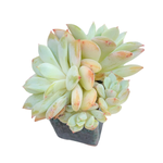 SALE! Echeveria Derlu, Cluster