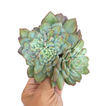 SALE! Echeveria Shine Bright, (Large)