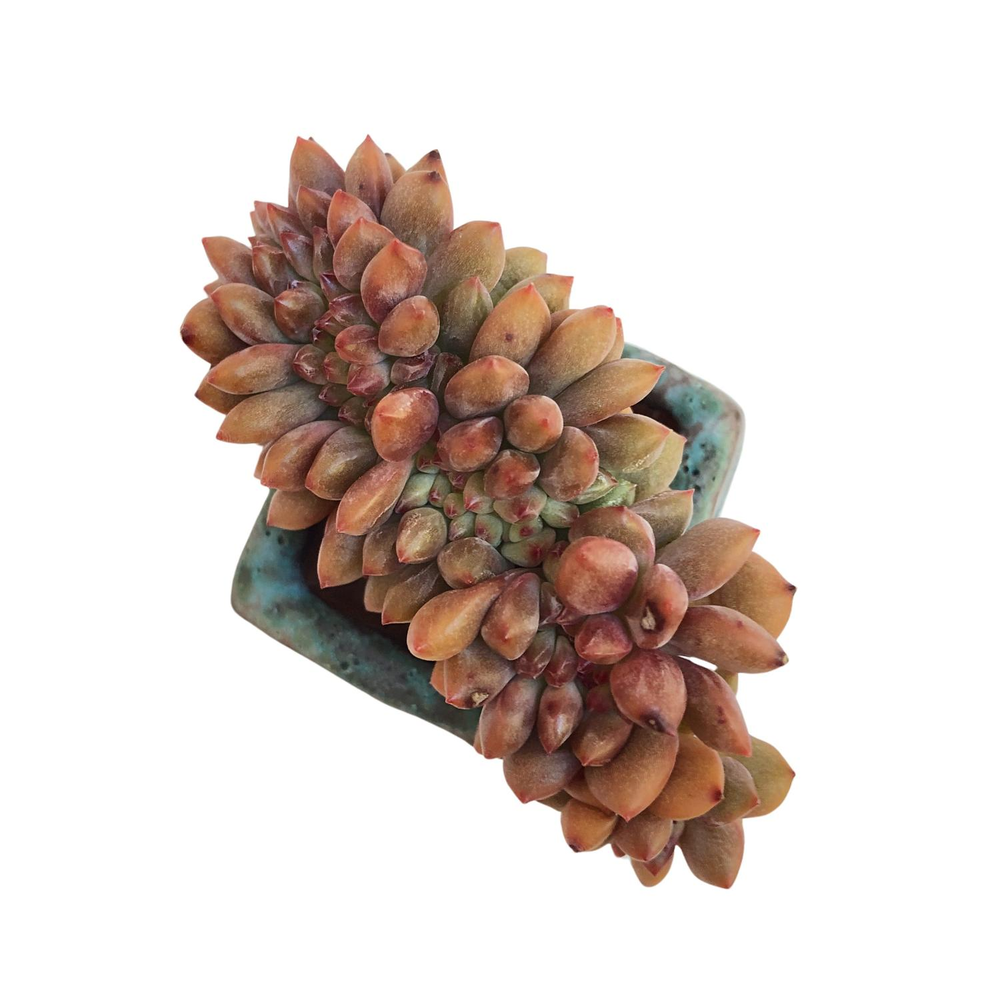 SALE! Echeveria Ariel, Cristata (Small)