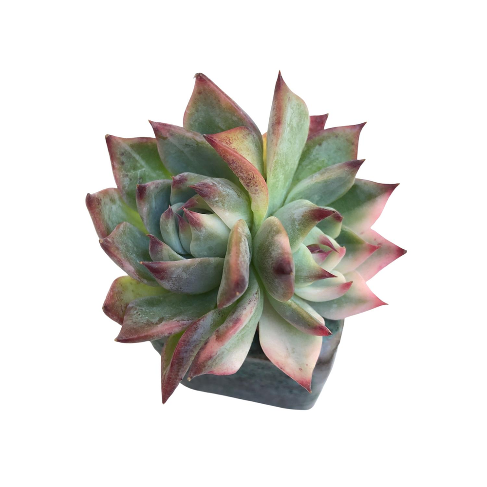 SALE! Echeveria Chihuahuaensis Variegata (Small Double)