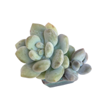 SALE! Pachyphytum Moon Sherbet