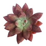 SALE! Graptoveria Ruby Donna