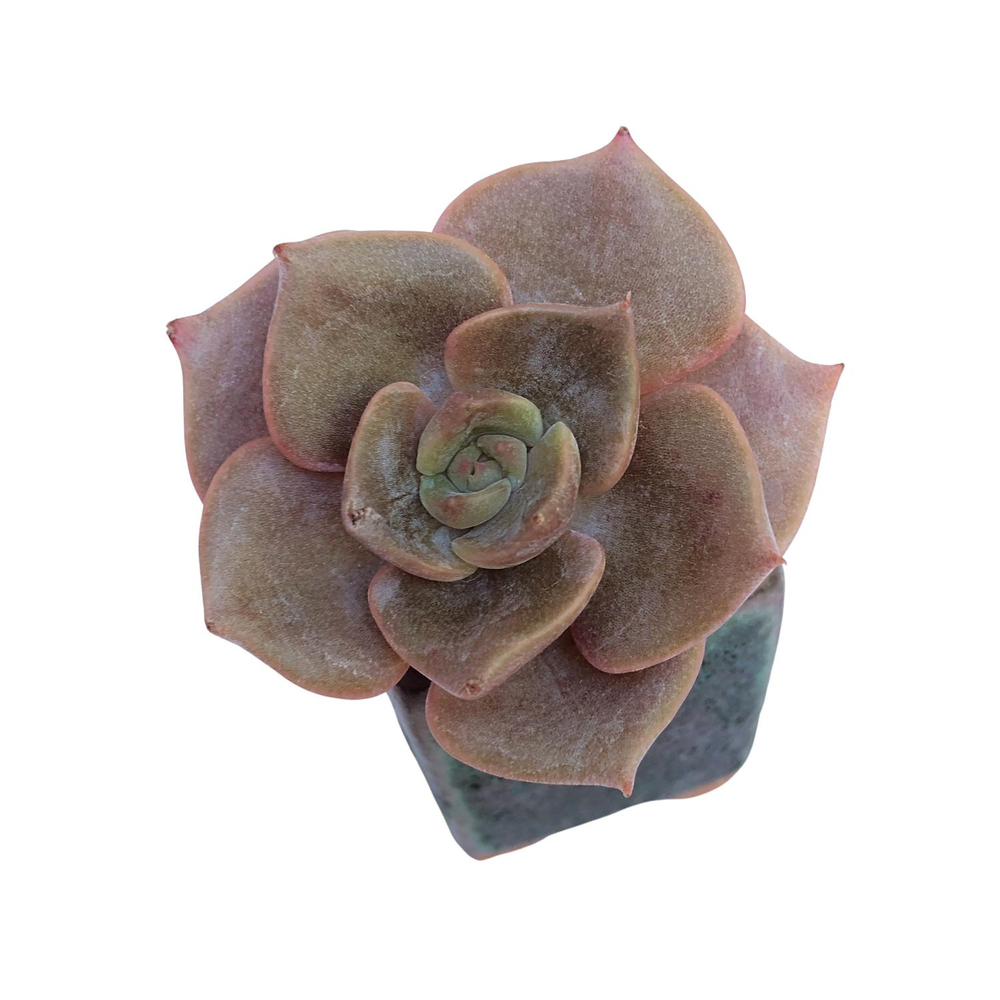 SALE! Echeveria Pumpkin