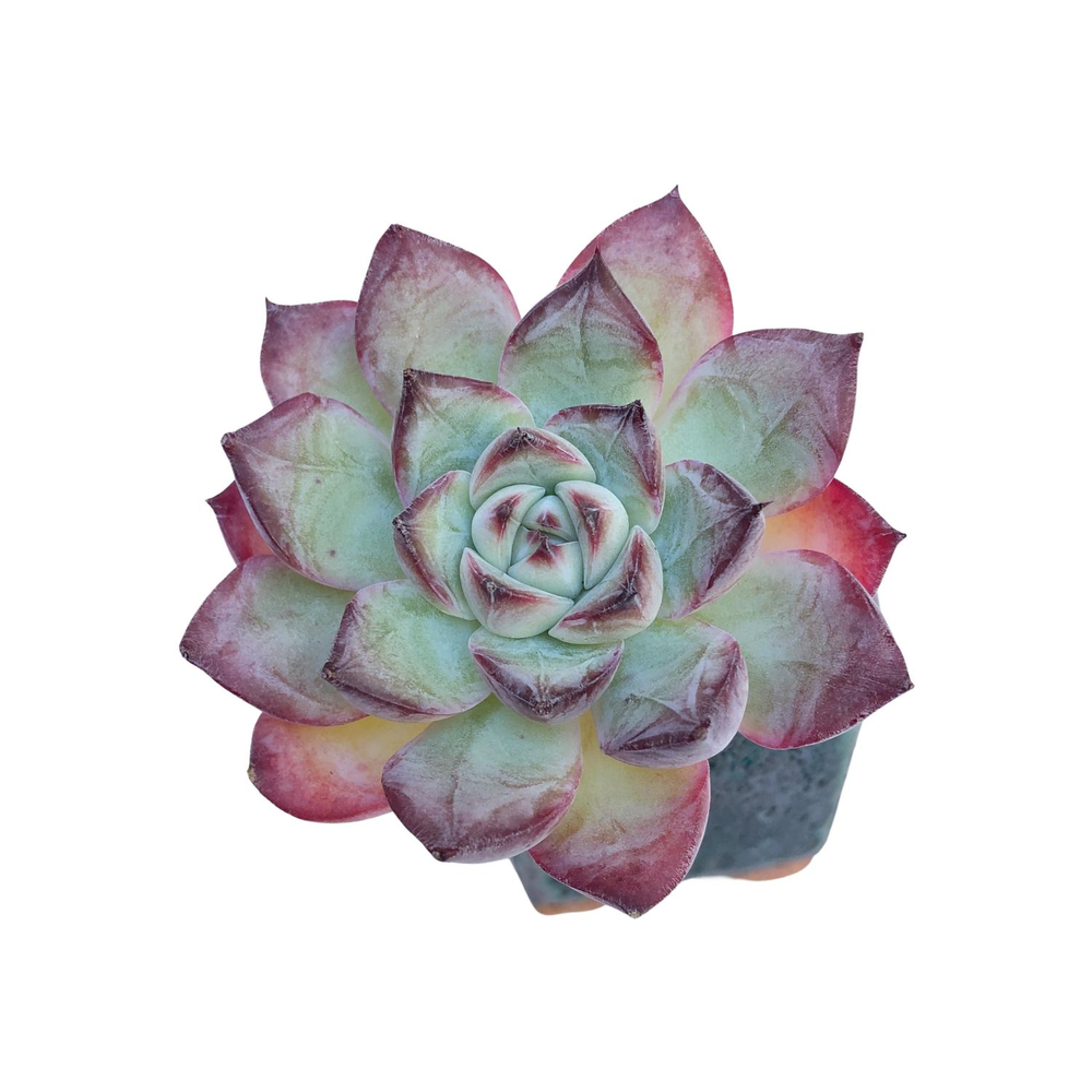 SALE! Echeveria Midnight