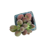 SALE! Crassula Fragarioides