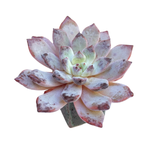 SALE! Echeveria Devolution