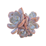 SALE! Echeveria Winter Flower Cluster