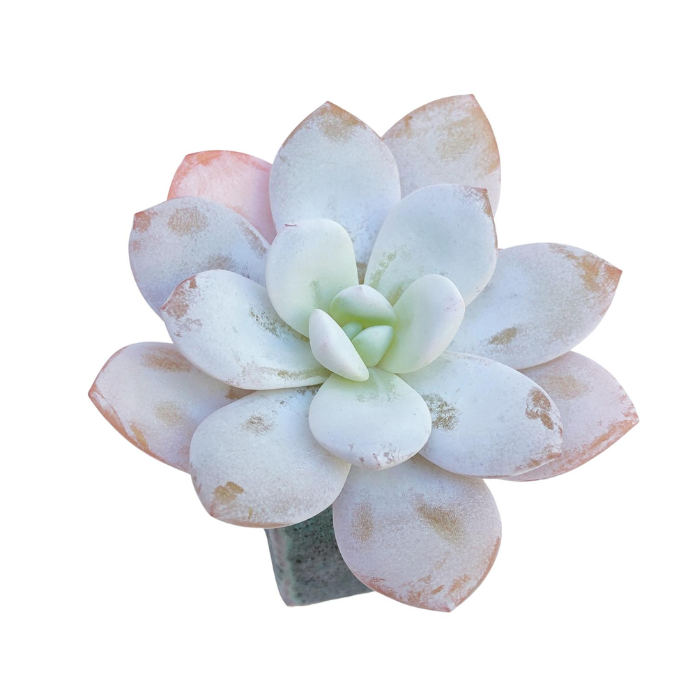 SALE! Echeveria Laui