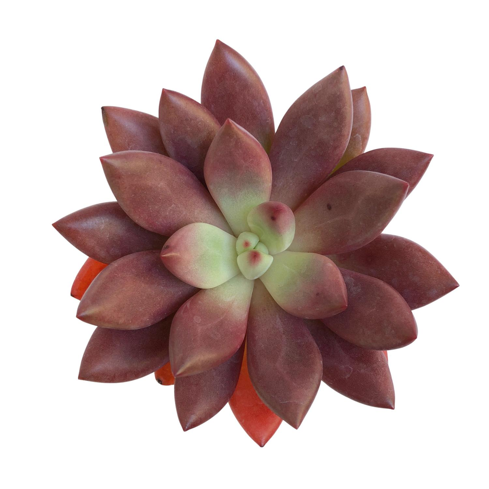 SALE! Graptoveria Ruby Donna