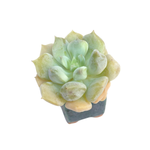 SALE! Echeveria Cream Puff