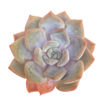 SPECIAL! JUST CART!! Echeveria Winter Flower