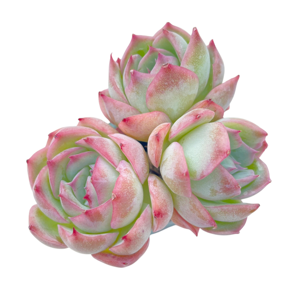 Echeveria Silhouette