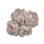 LAST CHANCE! Echeveria Top Pink Cluster
