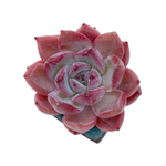 LAST CHANCE! Echeveria Unknown