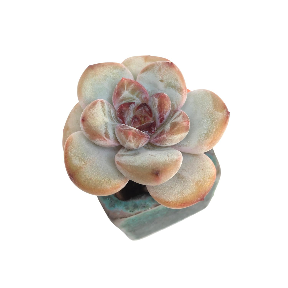 Echeveria Choco Cookie