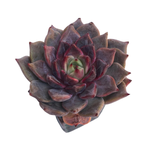 Echeveria Pink Salvia