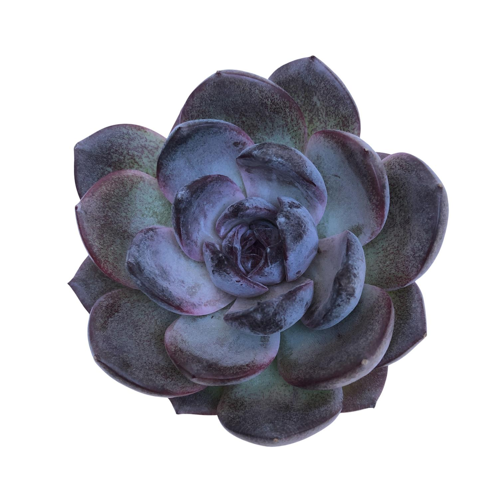 Echeveria Black Colorata