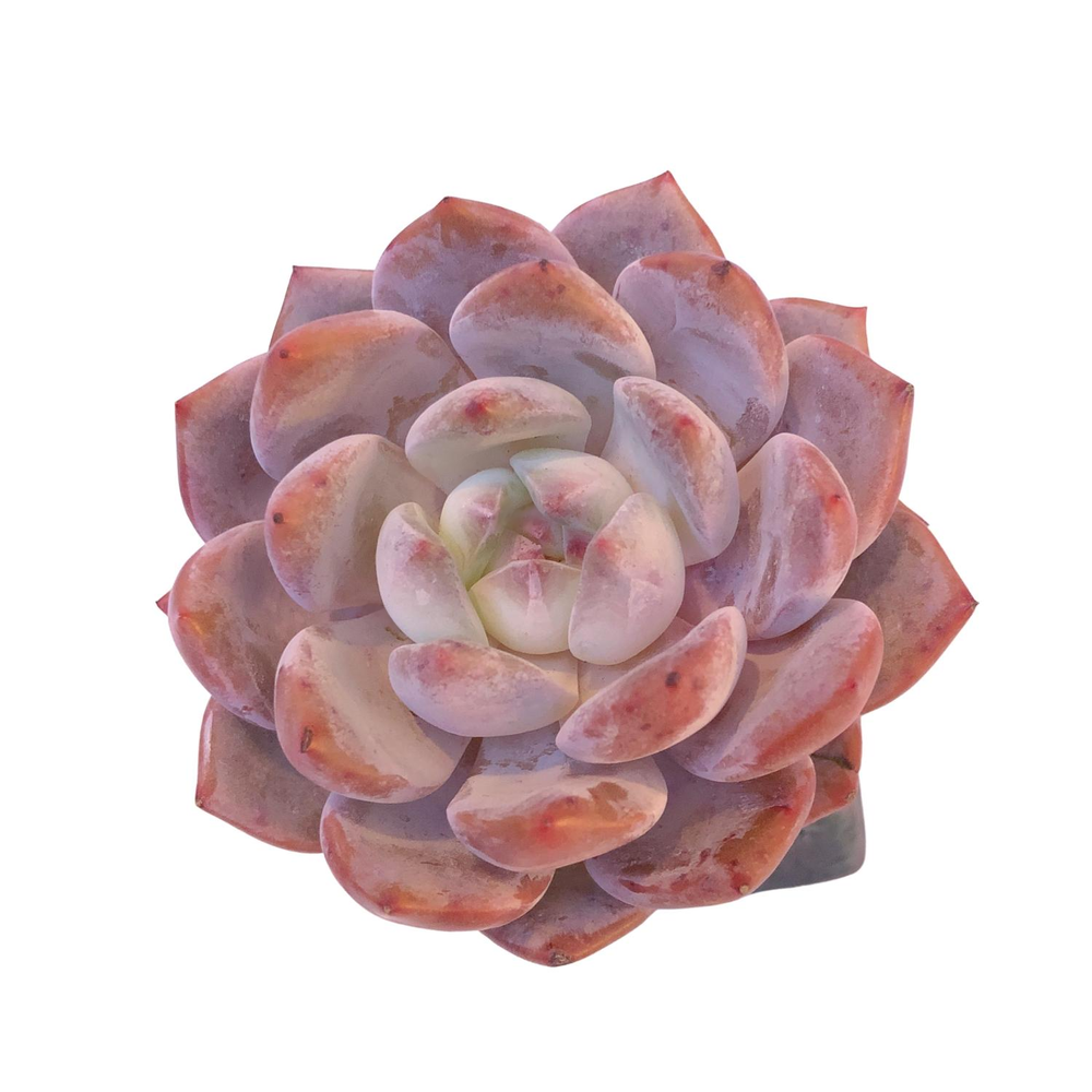 Echeveria Orange Monroe