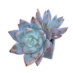 Echeveria Black Sabbath Hybrid