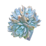 Sedum Suaveolens, Cluster