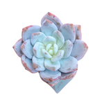 Echeveria Ivory