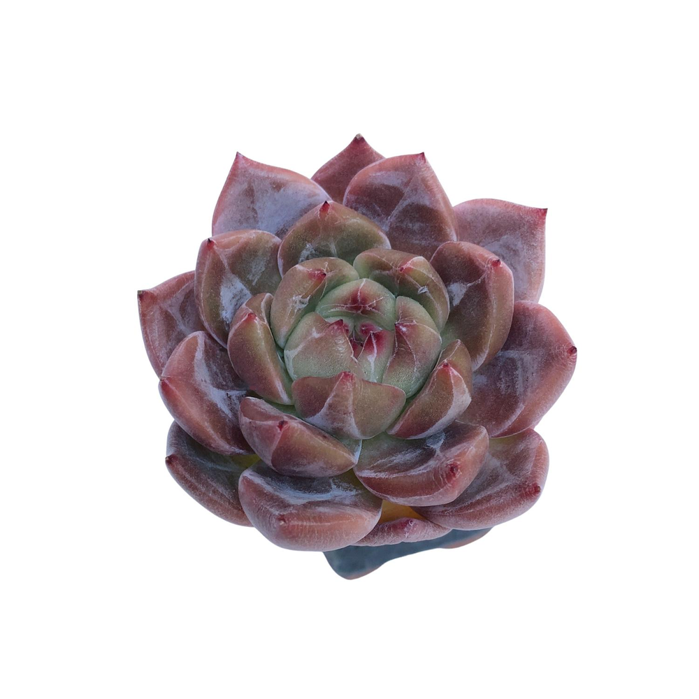 Echeveria Eos