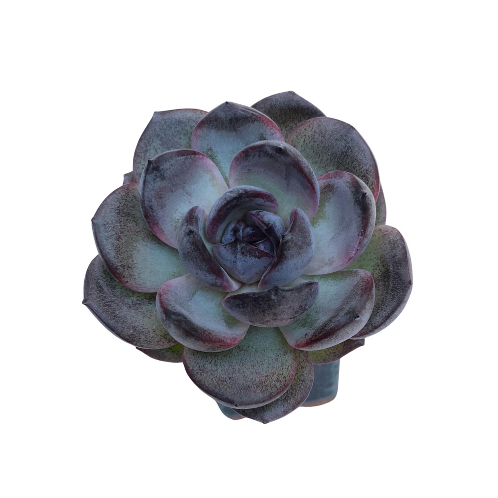 Echeveria Black Colorata