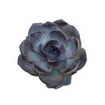 Echeveria Black Colorata