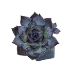 Echeveria Chocolate Grace