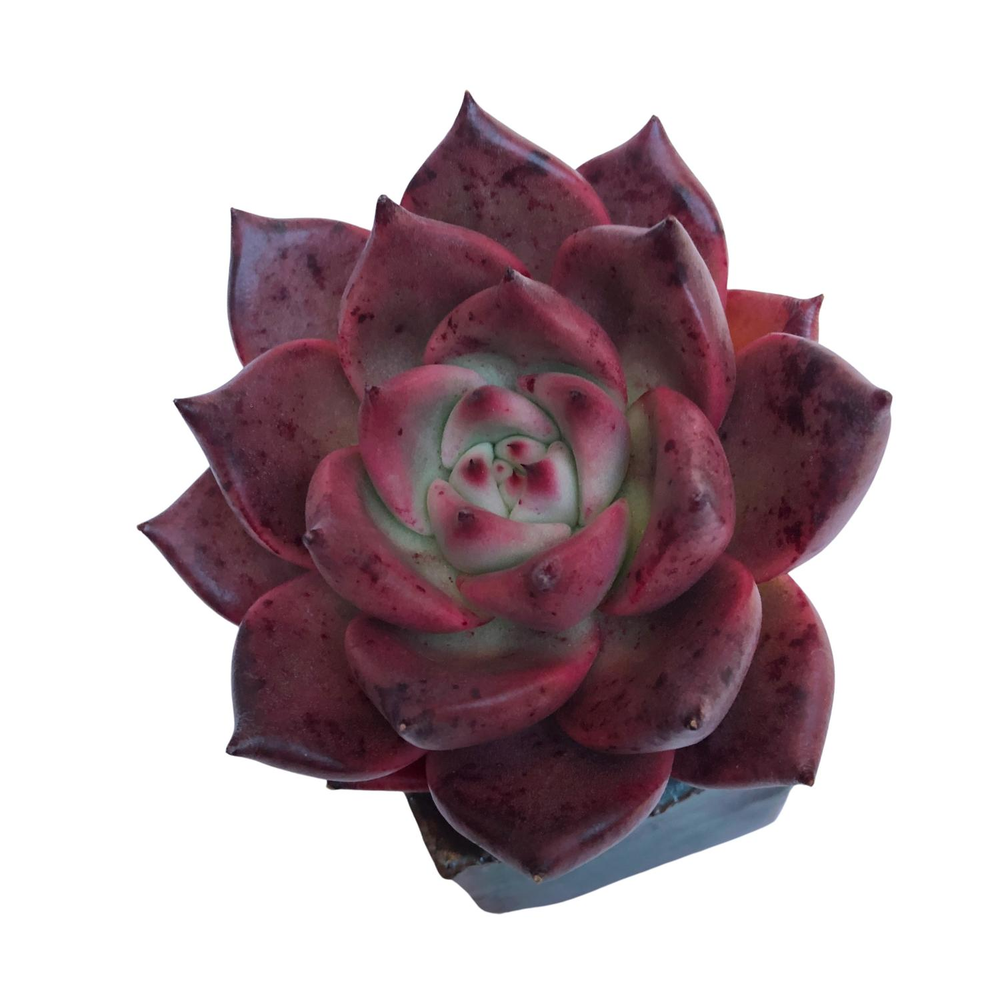 Echeveria Primory