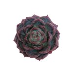 Echeveria Organic Purple